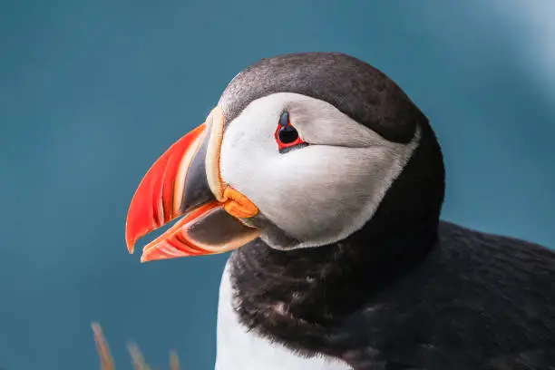 Atlantic puffin also know as common puffin is a species of seabird in the auk family. Iceland, Norway, Faroe Islands, Newfoundland and Labrador in Canada are known to be large colony of this puffin.