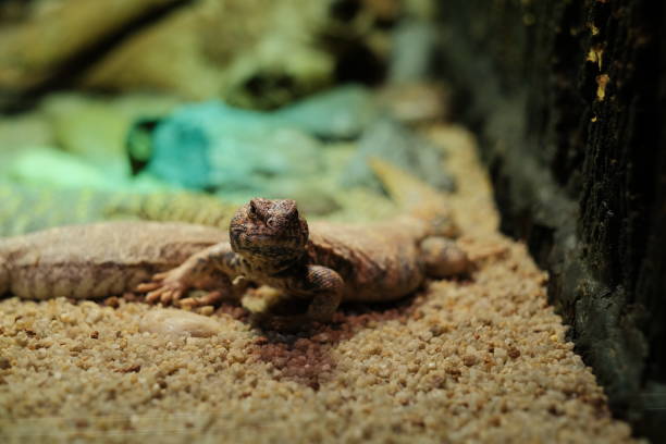 istock Closeup marco of reptile 1131319570