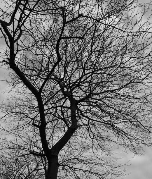 istock Tree and sky in black and white silhouette texture 1131319696