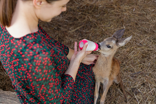 Young woman feeding little fawn with nursing bottle, stroking it