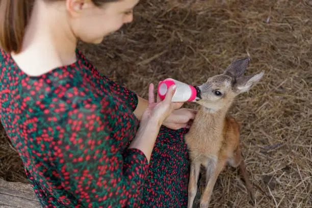 Photo of Woman feeding and stroking little fawn