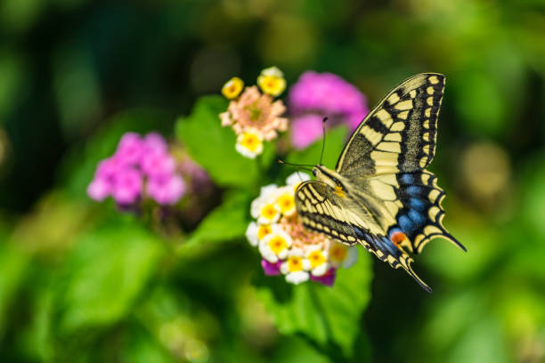 istock Swallowtail butterfly on a flower with green background 1131321648