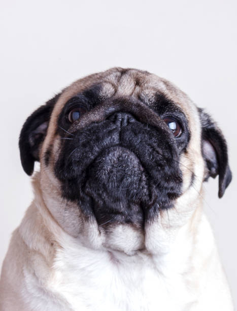 istock Dog pug close-up with sad brown eyes. Portrait on white background 1131321925