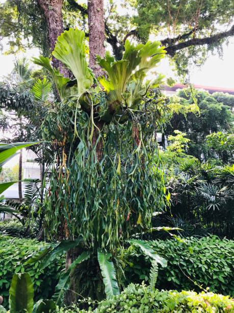 Platycerium superbum or Staghorn fern. Platycerium superbum or Staghorn fern. antler chandelier stock pictures, royalty-free photos & images