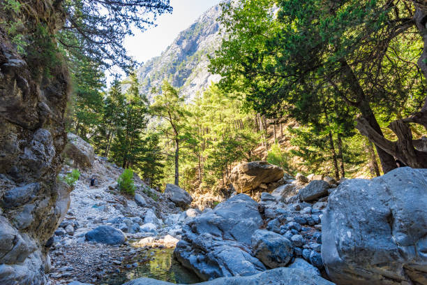istock Samaria gorge forest in mountains pine fir trees green landscape background 1131323149