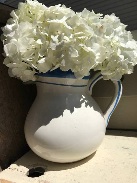 istock White hydrangeas in sunlight with milk pitcher still life close up 1131324438