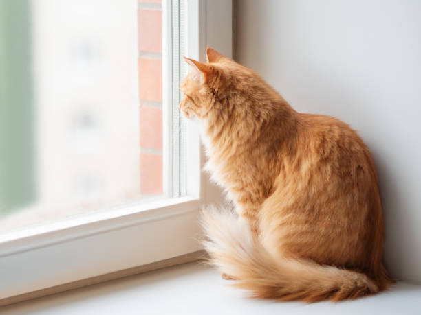 istock Cute ginger cat siting on window sill and waiting for something. Fluffy pet at home. 1131324920