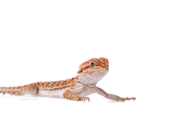 istock Orange Bearded Dragon babies on isolated white background 1131325138