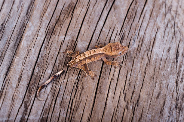 Baby Correlophus ciliatus