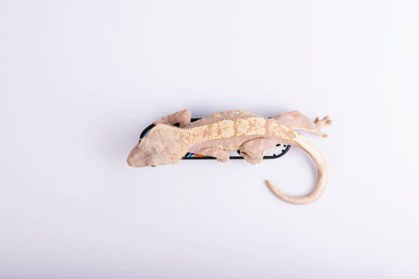 istock Crested gecko on skateboard isolated white background 1131326361