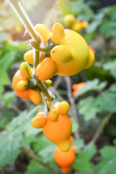 istock Titty nipple fruit yellow eggplant on tree in the garden 1131326468