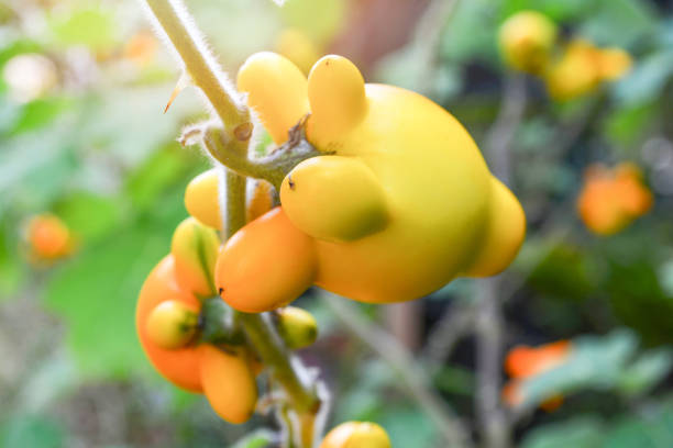 istock Titty nipple fruit yellow eggplant on tree in the garden 1131326477