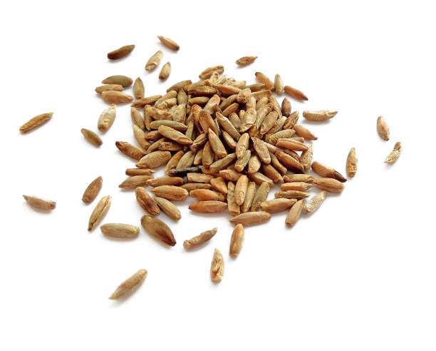 istock Natural raw rye grains isolated on white background 1131326778