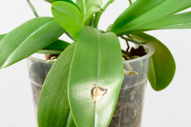 Orchidej Nemoc (skvrny listech, choroby orchidejí, cirkulace vzduchu, Léčba zahrnuje, listech květech) Orchidej Nemoc