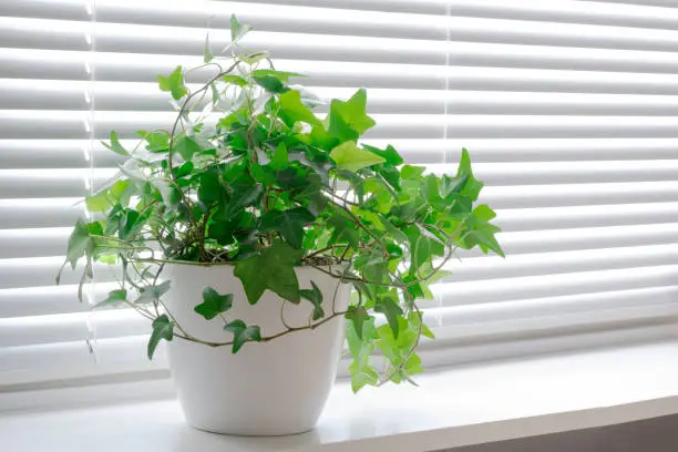 Photo of Flower Hedera ivy in white a pot on the light windowsill. Indoor flower for office concept
