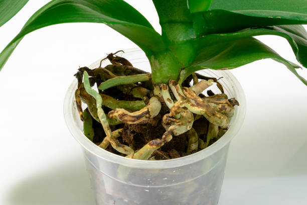 istock Orchid needs a transplant. Preparing for a transplant. Well visible root system, close-up 1131327597