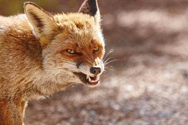 istock Aggressive fox head detail. Mammal wildlife. Horizontal 1131327993