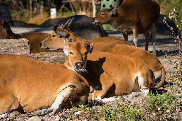 istock Banteng, Bos javanicus or Red Bull is a type of wild cattle. 1131328877