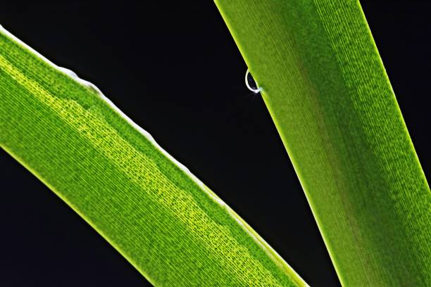 istock Closed up bright green branch. 1131328917