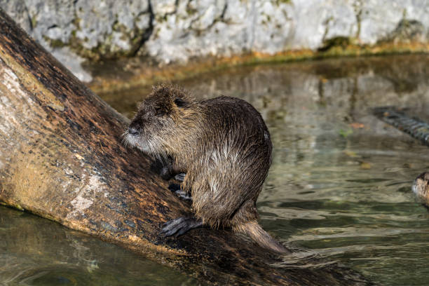 istock Coypu, Myocastor coypus, also known as river rat or nutria 1131328996
