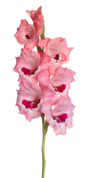 flor aislada blanco - gladiolus single flower isolated white fotografías e imágenes de stock