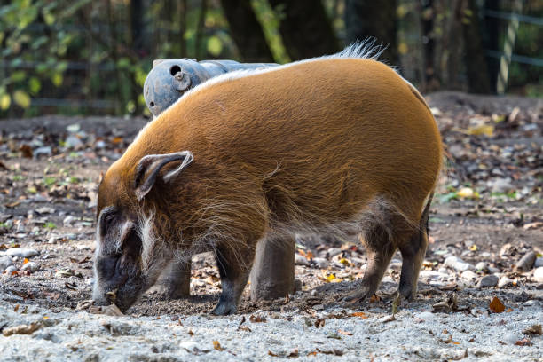 istock Red river hog, Potamochoerus porcus, also known as the bush pig. 1131329187
