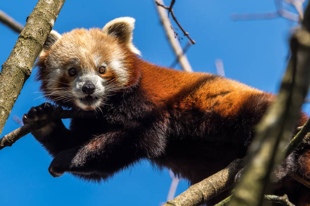 istock The red panda, Ailurus fulgens, also called the lesser panda. 1131329189