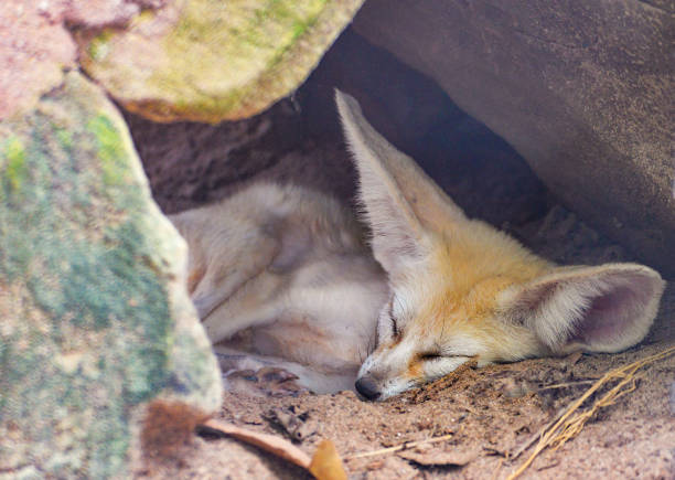 istock Fennec fox , Desert fox sleep in the stone cave 1131329243