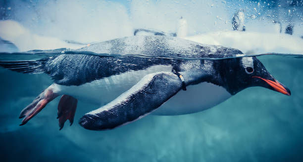 pinguino gentoo che nuota vita marina oceano sottomarino / pinguino in superficie e immersione acqua - falkland islands foto e immagini stock
