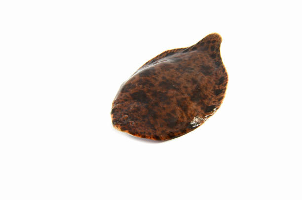 istock Fresh sole river fish live in freshwater   isolated on white background 1131329268