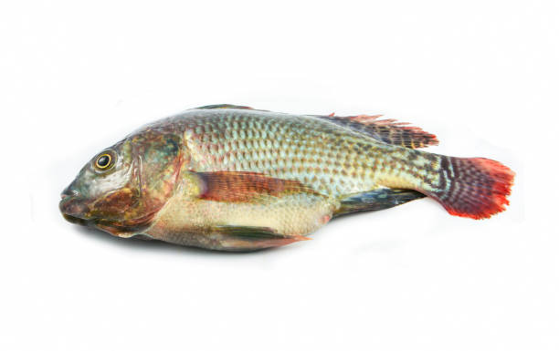 istock fresh raw tilapia fish freshwater isolated on white background 1131329276