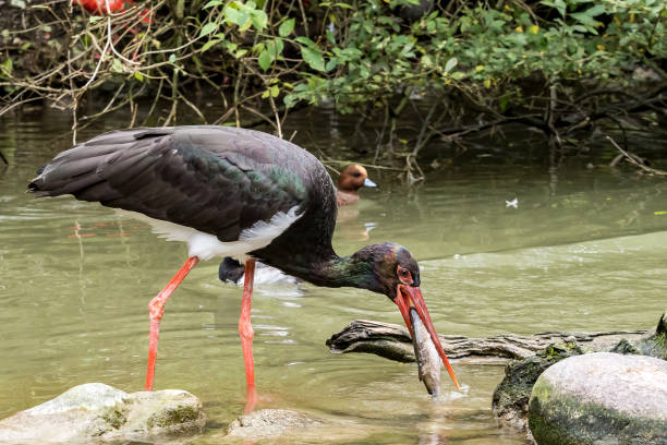 istock Black stork, Ciconia nigra catching and eating a fish 1131330315