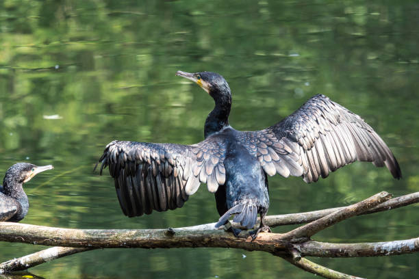 istock The great cormorant, Phalacrocorax carbo drying his feathers. 1131330381