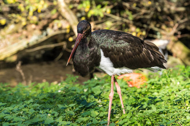 istock Black stork, Ciconia nigra in a german nature park 1131330557