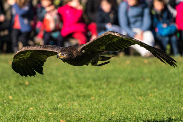 harris ' hawk, parabuteo unicinctus, bayergeflügelte falke oder dusky hawk - harris hawk hawk bird of prey bird stock-fotos und bilder