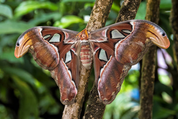 Attacus Atlas moths are one of the largest lepidopterans in the world Atlas moth, Attacus atlas, these are the largest moths in the world with a wingspan from 10-12 inches, native to Southeast Asia lepidopterans stock pictures, royalty-free photos & images