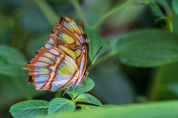 farfalla malachite, siproeta stelenes è una farfalla neotropicale dai piedi a spazzola - malachite butterfly foto e immagini stock