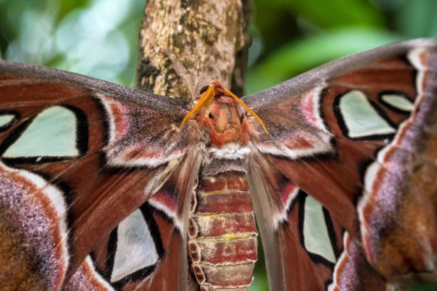 Attacus Atlas moths are one of the largest lepidopterans in the world Atlas moth, Attacus atlas, these are the largest moths in the world with a wingspan from 10-12 inches, native to Southeast Asia lepidopterans stock pictures, royalty-free photos & images