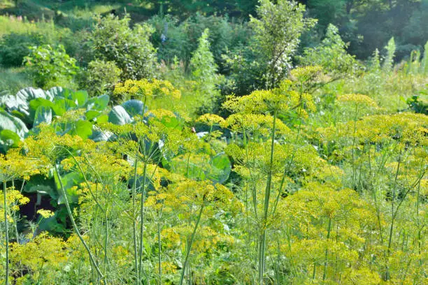 A close up of the plants of dill.