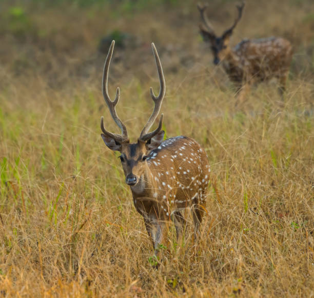 istock Herd Of Spotted Deer In The Wild 1131334352