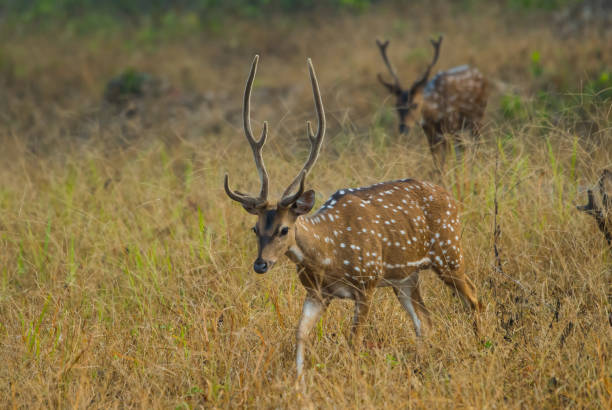 istock Herd Of Spotted Deer In The Wild 1131334355