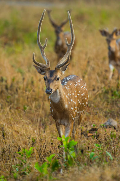 istock Spotted Deer In The Wild 1131334359