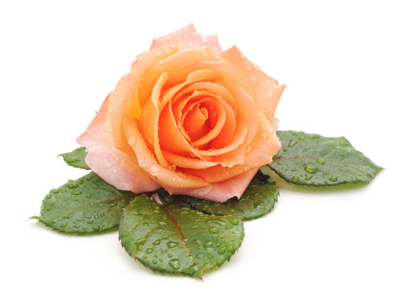 Single peach rose flower on green background. Spring or summer flowers backgrounds Floral pattern background for card of birthday, valentine's day, mother's day, Christmas holidays seasonal, etc.