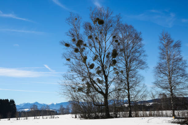 Snowscape in Benediktbeuren, Bavaria, Kochel am See