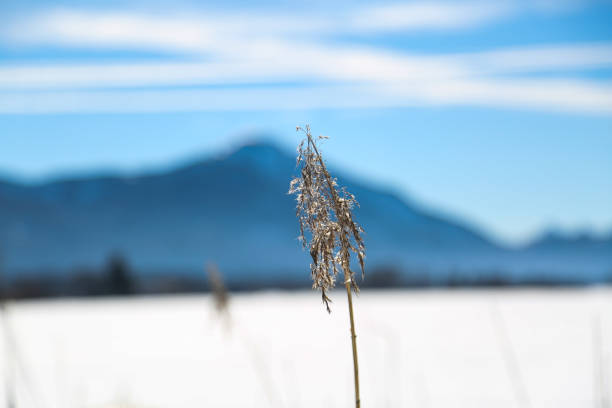 Snowscape in Benediktbeuren, Bavaria, Kochel am See