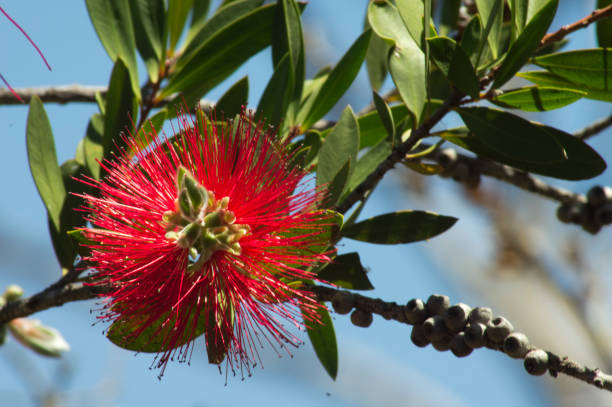 istock Bottlebrush flower, Hyden, WA, Australia 1131337144
