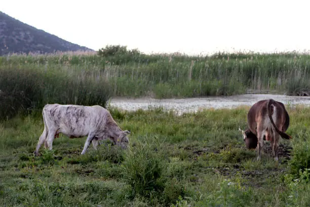 Prespa, Greece, 13 July 2012: views of the Small Lake of Prespa. Views of the Achillios Island of the Small Prespa Lake.  Breeding cows.