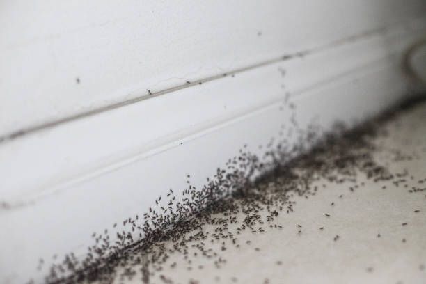 Ant infestation stock photo