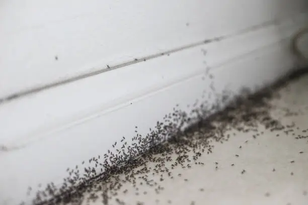 Photo of Ant infestation