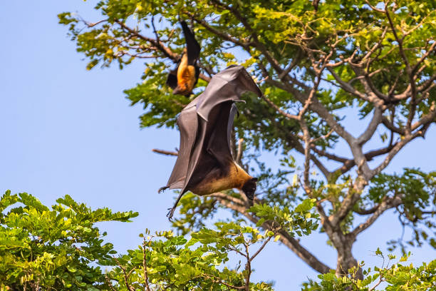 istock Fruit bat trees (Flying fox). Tissamaharama, Sri Lanka. 1131339503